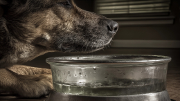 Женщина отравила десять собак, чтобы рассчитать дозу для убийства людей