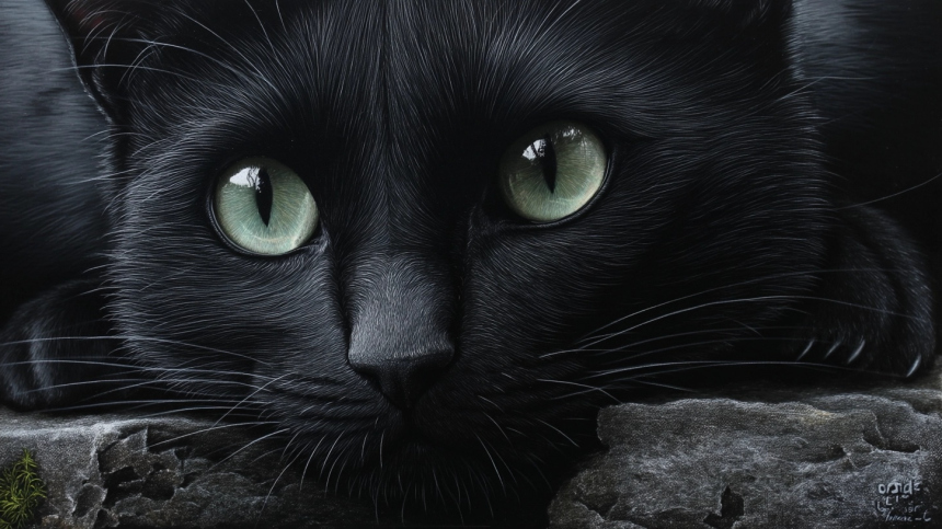 Почему в Испании запретили отдавать людям черных кошек