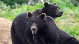 Поворачиваться спиной было опасно: мужчина вступил в схватку с двумя медведями в Японии