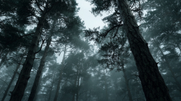 В Свердловской области обнаружено обезглавленное тело женщины вместе с немецкой монетой 1939 года