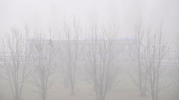 В Подмосковье объявлен желтый уровень погодной опасности из-за тумана