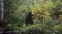 Сборщик шишек дважды смог дать отпор медведю в Приморье