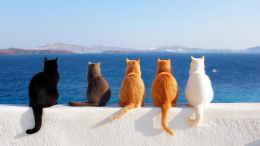 В Турции после развода суд обязал мужчину платить алименты на котов