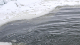 Морж в Новосибирске вытащил из озера тонущего местного жителя