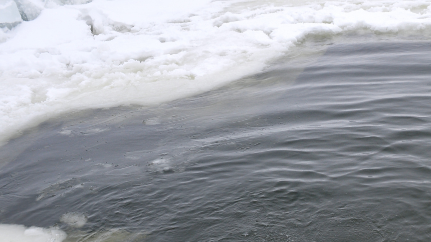 Морж спас местного жителя в Новосибирске