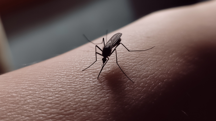 В Исландии впервые обнаружили комаров на территории страны