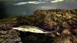 В Анапе спасли запутавшегося на мелководье в водорослях дельфиненка