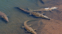 Реку с крокодилами одобрили для проведения соревнований на Олимпиаде в Австралии
