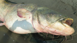 Рыбаки полтора часа боролись с чудовищным сомом в Польше