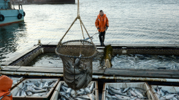 Глава Росрыболовства рассказал, что ждет цены на рыбу и икру в этом году