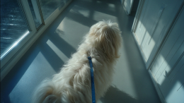 В Госдуме предложили обязать хозяев убирать за своими питомцами в домах