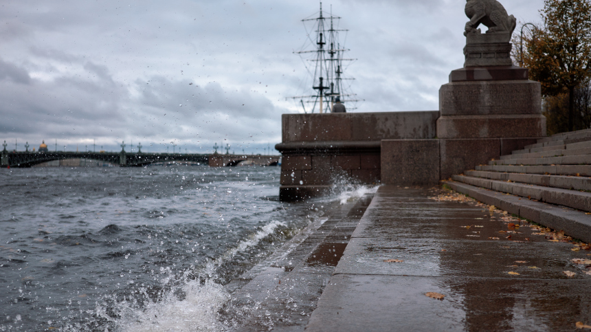 В Петербурге во время заплыва в центре умер морж