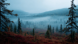 Примкнули к староверам или угодили в секту? Что случилось с пропавшей в тайге семьей Усольцевых