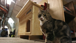 Юбилей у Эрмитажных котов. Животные защищают музей от грызунов 280 лет