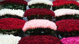 Европейский союз запретил поставки в Россию роз и азалий