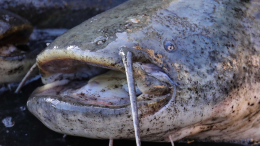 После наводнения во Вьетнаме жители обнаружили в огороде двух гигантских сомов