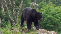 В Карелии спасли попавшую в капкан молодую медведицу