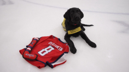 Потерлись носами: Овечкин познакомился с лабрадором, названным в его честь