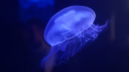 Невидимый исследователь: в Китае разработали прозрачного робота-медузу