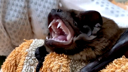 Сотрудники Московского зоопарка спасли жизнь летучей мыши по кличке Алекс