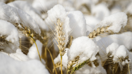 Ранняя зима на Урале и в Сибири ударила по сбору урожая