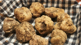 Сокровище под землей: на Кубани нашли деликатесный белый трюфель