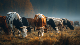 Пенсионерку насмерть затоптали коровы во время прогулки с собакой