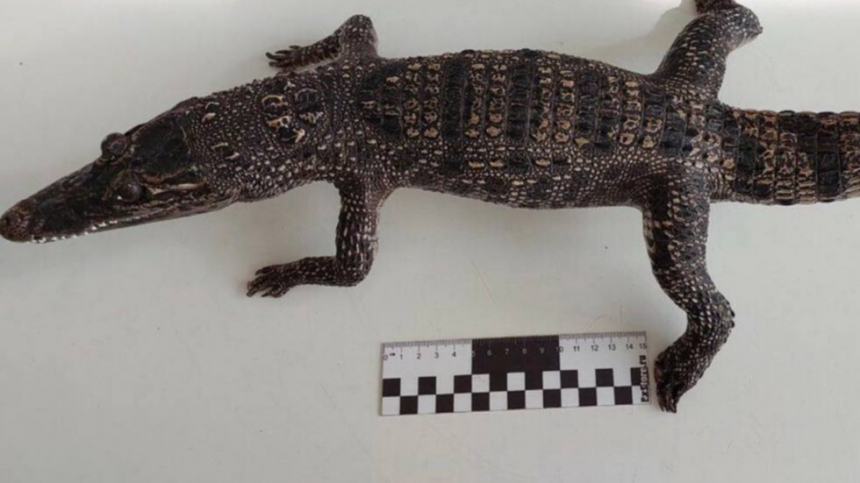 В Новокузнецке у женщины нашли чучело крокодила в сумке