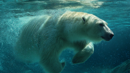 На расстоянии вытянутой лапы: туристы столкнулись с белым медведем на Чукотке