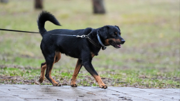 «Особенно восприимчивы»: как уберечь домашнего питомца от простуды