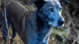 Здоровые, активные, но синие: волонтеры обнаружили цветных собак в Чернобыле