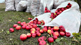 Молдавские яблоки гниют в садах из-за невозможности продать их в Россию