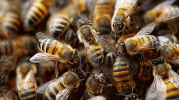 Отец и дочь случайно разрушили улей — пчелы изжалили их до смерти