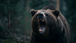 В Японии власти подключили военных к борьбе с медведями-людоедами