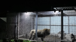 Бизнес на страданиях животных: нелегальный зоопарк обнаружили в Дагестане