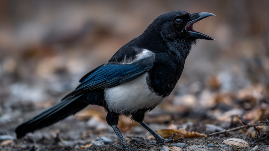 Может ли сорока напасть на человека