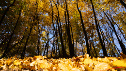 Красота с подвохом: врачи предупредили об опасности осенних фотосессий в листве