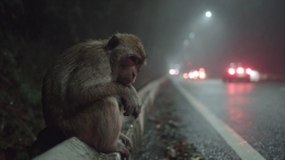 Зараженные гепатитом и коронавирусом обезьяны сбежали после аварии в США