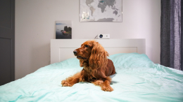 Слишком много? В России хотят ввести норму жилплощади для домашних животных