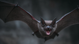 В Бразилии обнаружен новый вид коронавируса