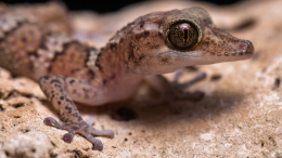 Обитатель «Священных лесов»: на Мадагаскаре ученые нашли новый вид геккона