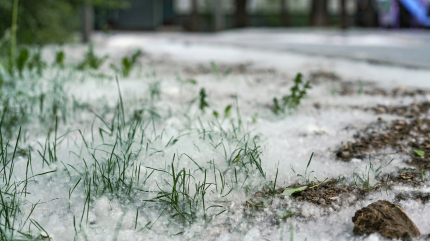 Что будет если жечь тополиный пух