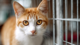 Пропавшую в стамбульском аэропорту кошку россиянки спасали 12 часов