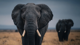 Дикие слоны сломали ноги мужчине, а затем вернулись той же ночью и убили его
