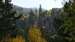«Опытный таежник!» — озвучено неожиданное предположение о причине пропажи Усольцевых