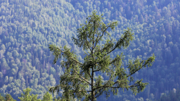 Практики богини Кали: стало известно о мистических увлечениях пропавшей в тайге Ирины Усольцевой