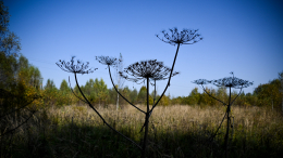 До 700 тысяч рублей: россиянам грозят крупные штрафы за борщевик на участках