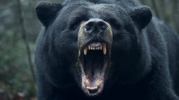 Смертельная вылазка за грибами: медведь растерзал 79-летнюю женщину в горах