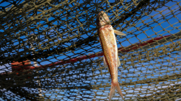 Старые рыболовные сети из Франции отправили на Украину для защиты от российских БПЛА