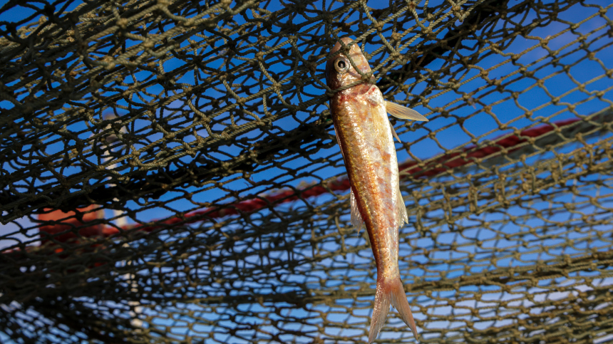 Рыболовные сети используют для защиты от российских БПЛА